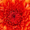 shelly_givan